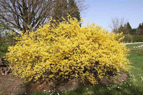 11 of the Best Shrubs for Minnesota Yards and Gardens - raincitystudios.com