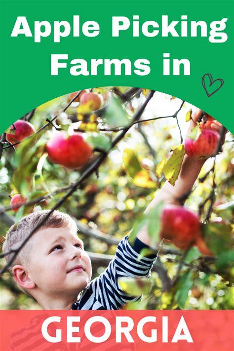 11 Places for the Best Apple Picking in Georgia - raincitystudios.com