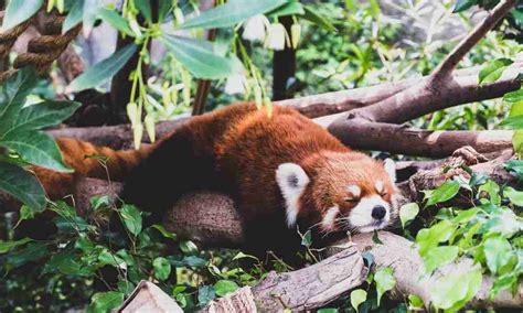 11 Reasons Why Red Pandas Are Lazy (w/ Videos!)