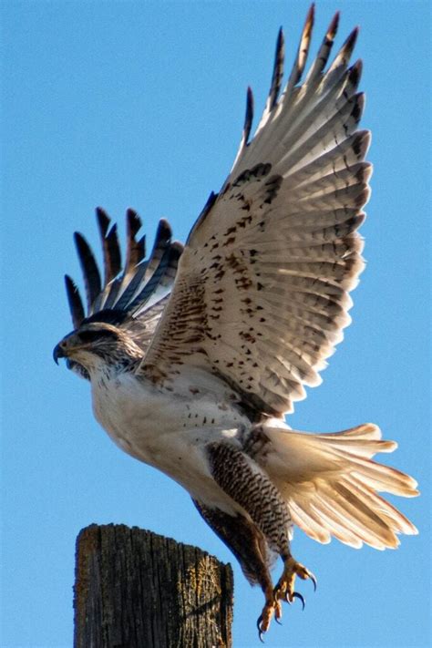 11 Spiritual Meanings of Seeing a Hawk Up Close …