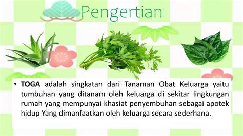 11 Tanaman Obat Keluarga & Manfaatnya (Lengkap) - raincitystudios.com