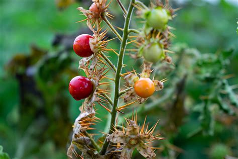 11 Thorny Plants | Spiky Plants | Thorn Bush - raincitystudios.com