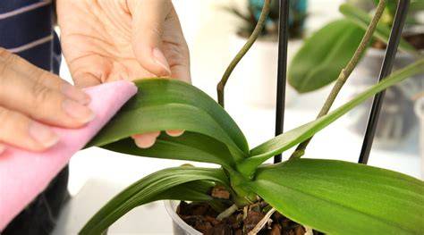 11 Tips For Post Blooming Orchid Care - Epic Gardening - raincitystudios.com