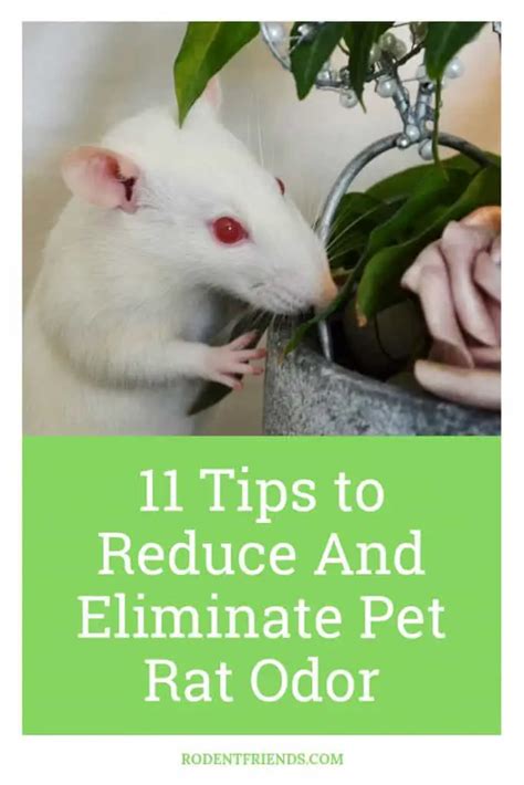 11 Tips to Reduce And Eliminate Pet Rat Odor In Your Home! - Rodent Friends