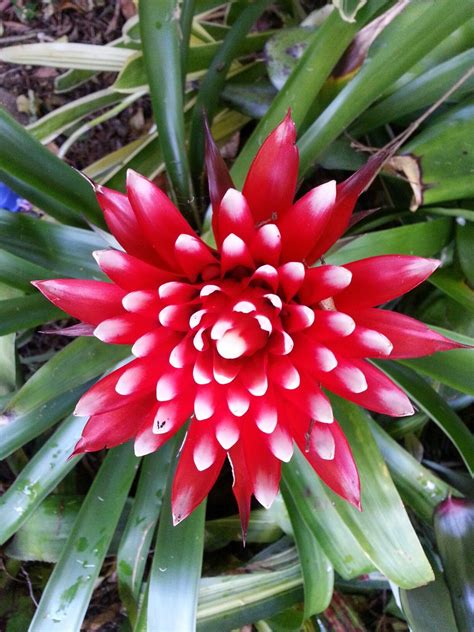 11 Tropical Plants with Flowers That Will Enliven Any …