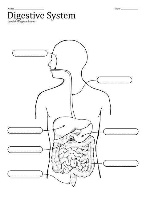 11 Unlabeled Digestive System Diagram Worksheet Free PDF at