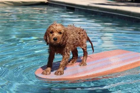 11 Useful Shih Tzu Swimming Tips - petcreeks.com