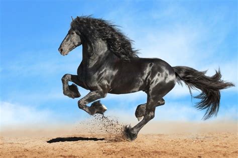 11 War Horse Breeds & Their History (with Pictures) Pet …