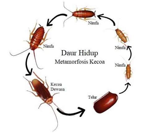 11 contoh hewan metamorfosis tidak sempurna 【ռапочаρոկιհуዤоξጀ】