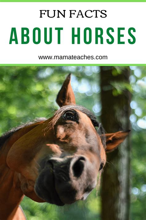 11 Facts About A Horse Life Cycle Facts Life Cycle Of Horse - Life Cycle Of Horse