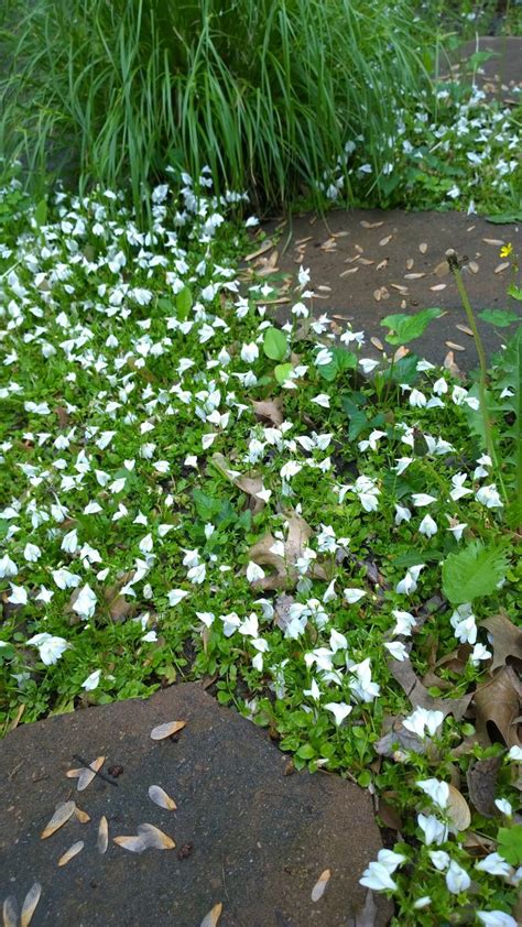 11 Groundcover Plants With White Flowers Crate And White Flowering Ground Cover - White Flowering Ground Cover