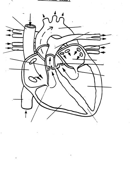 11 Heart Anatomy Unlabeled Robhosking Diagram Human Body Organs Unlabelled - Human Body Organs Unlabelled