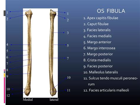 11.4: Fibulae - Humanities LibreTexts - wintechmobiles.com