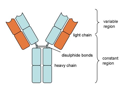 11.7A: Antibody Proteins and Antigen Binding - Biology LibreTexts