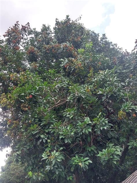 112 Lush Rambutan Tree Stock Photos - Dreamstime - raincitystudios.com