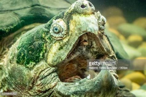 113 Alligator Snapping Turtle Premium High Res Photos - Getty Images