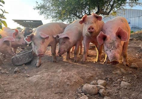 114 Pigs for sale Farming Ads