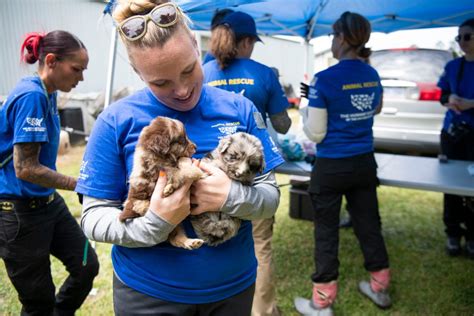 114 dogs rescued from 'sickening, unsafe conditions' in North Carolina