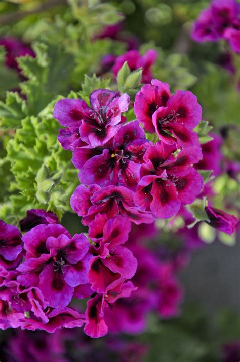 118,462 Vertical Flowers Stock Photos, Images & Pictures