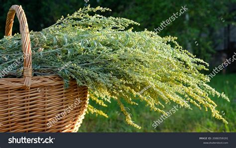 12,289 Wormwood Images, Stock Photos & Vectors Shutterstock