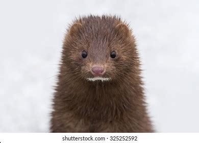 12,522 Mink animal Images, Stock Photos & Vectors Shutterstock