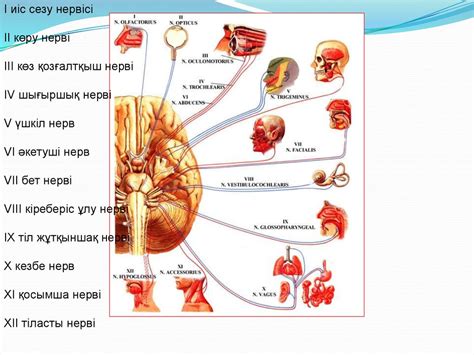 th?q=12+жұп+нерв+неврология+12+жұп+бас+ми+жүйкелері+презентация