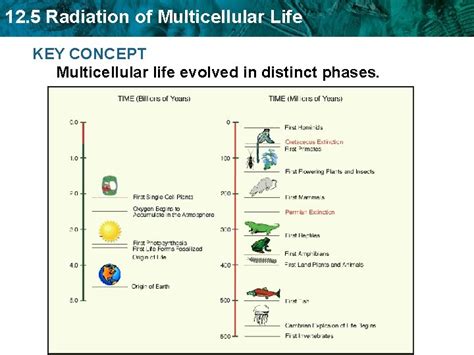 12 5 radiation of multicellular life study guide answers. - California fire life safety certification study guide.