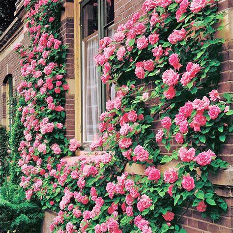 12 best climbing roses - BBC Gardeners World Magazine - raincitystudios.com