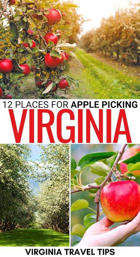 12 Best Places for Apple Picking in Virginia (+ Orchard … - raincitystudios.com