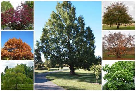 12 Best Trees For Shade | Low Maintenance, Fast Growing - raincitystudios.com