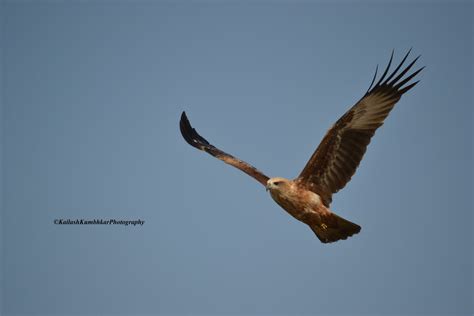 12 Beautiful Species of Eagles in Indian Sub-Continent