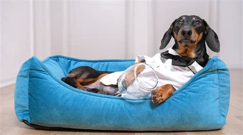 12 Best Dog Beds For Dachshunds 2024 - Top Brands Reviewed