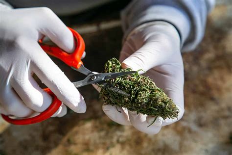 12 Best cannabis trimmer jobs in California (Hiring Now!)