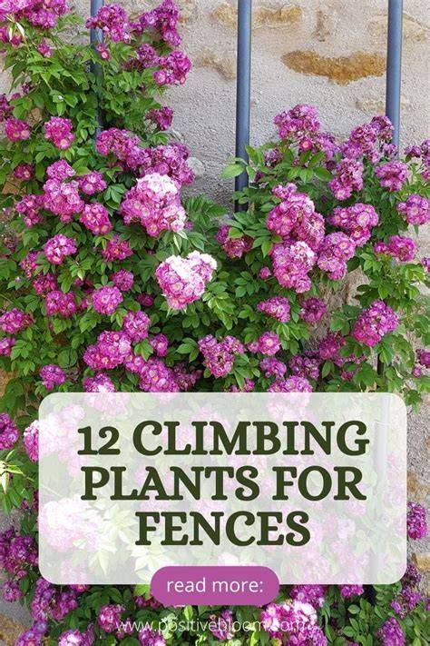 12 Climbing Plants & Flowering Vines That Thrive In Shady Spots - raincitystudios.com