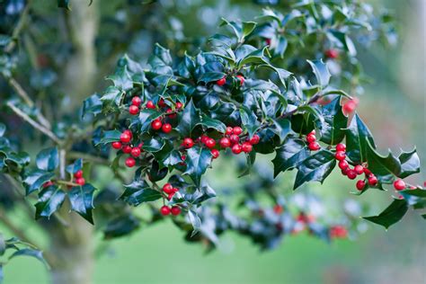 12 Different Types of Holly Bushes and Trees