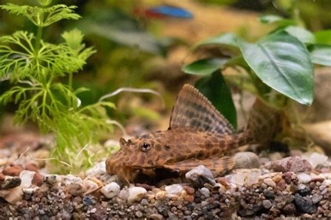 12 Different Types of Plecos (With Pictures) Pet Keen