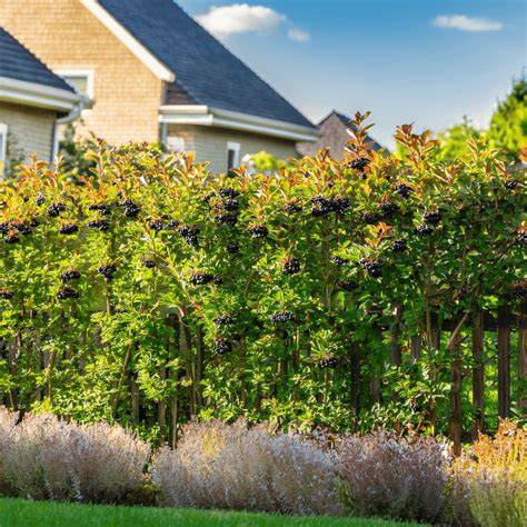 12 Edible Privacy Shrub Ideas to Feed Your Homestead Garden - raincitystudios.com
