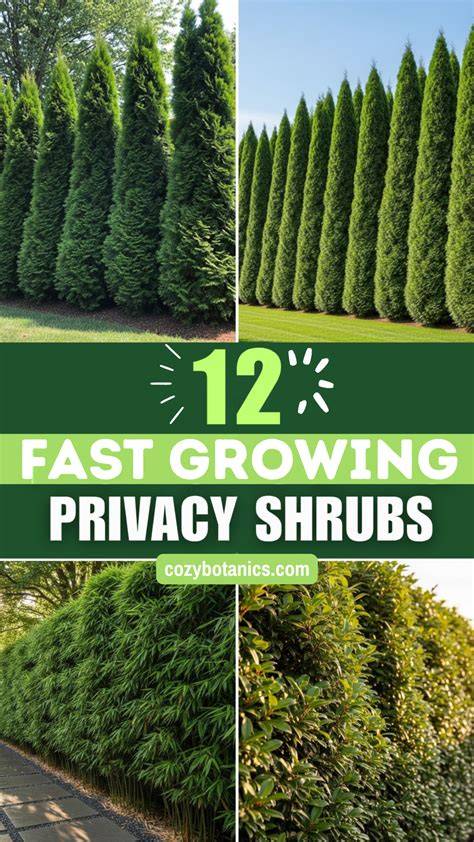 12 Fast-Growing Hedge Plants For Privacy - Southern … - raincitystudios.com