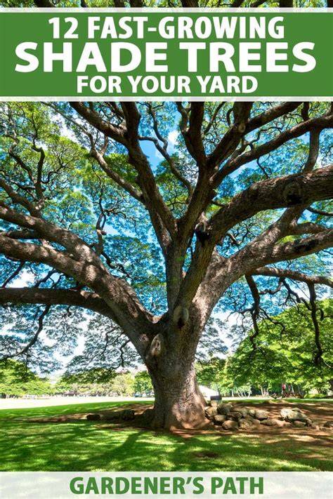 12 Fast-Growing Shade Trees for 2022 - Arbor Day … - raincitystudios.com