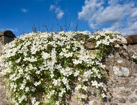 12 Fast Growing Climbers For Your Garden Horticulture.co.uk