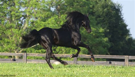 12 Fun Facts About Black Horses - Horse Illustrated