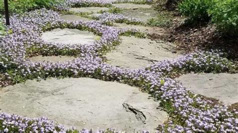12 Ground Covers That Replace Grass Beautifully - raincitystudios.com