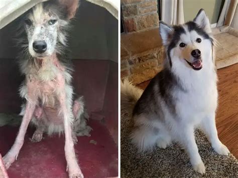 12 LifeChanging Pictures Of Dogs Before And After Being Adopted