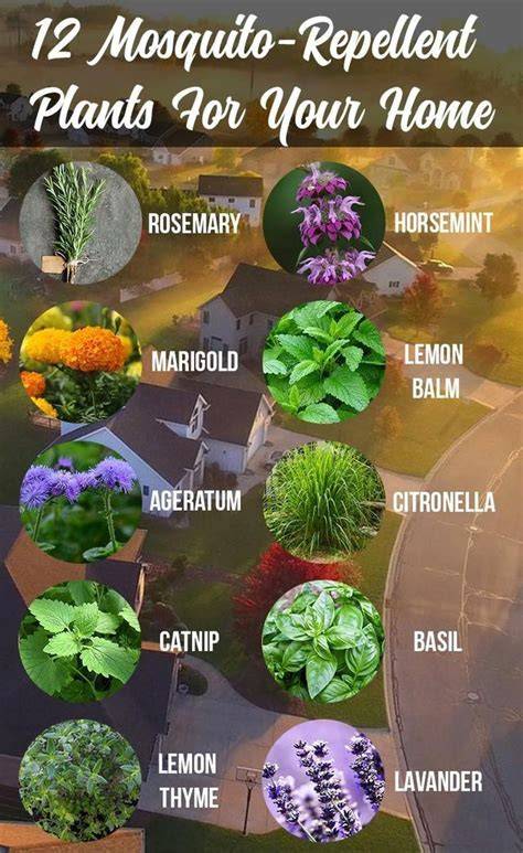 12 Mosquito Repellent Plants - Garden Design - raincitystudios.com