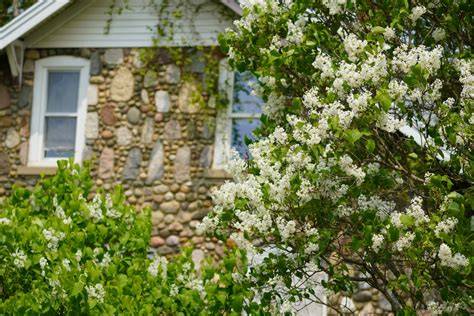 12 of the Most Fragrant Trees for Home Landscapes - raincitystudios.com