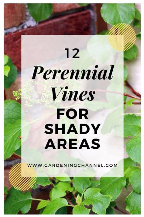12 Perennial Vines for Shady Areas - Gardening Channel - raincitystudios.com