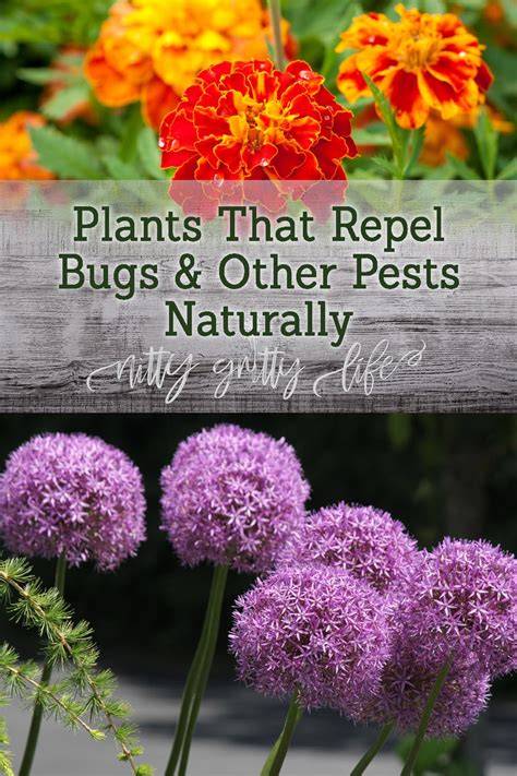12 Plants That Repel Unwanted Bugs - Treehugger - raincitystudios.com