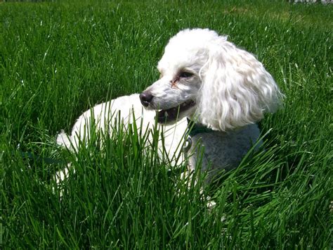 12 Poodle Health Problems To Be Aware Of - Edie …