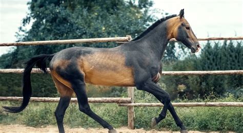 12 Rare Horse Breeds That Could Go Extinct - Horsey Hooves