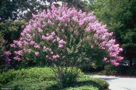 12 Shade Trees for Small Landscapes - HGTV - raincitystudios.com